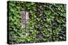 Ivy Covered House-Mr Doomits-Stretched Canvas