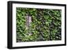 Ivy Covered House-Mr Doomits-Framed Photographic Print