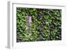 Ivy Covered House-Mr Doomits-Framed Photographic Print