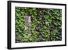 Ivy Covered House-Mr Doomits-Framed Photographic Print