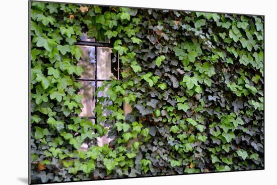 Ivy Covered House-Mr Doomits-Mounted Photographic Print
