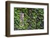 Ivy Covered House-Mr Doomits-Framed Photographic Print