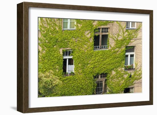 Ivy covered wall of building.-Tom Haseltine-Framed Photographic Print