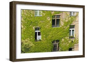 Ivy covered wall of building.-Tom Haseltine-Framed Photographic Print