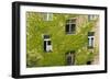 Ivy covered wall of building.-Tom Haseltine-Framed Photographic Print