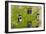 Ivy covered wall of building.-Tom Haseltine-Framed Photographic Print