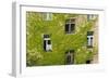 Ivy covered wall of building.-Tom Haseltine-Framed Photographic Print