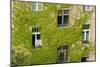 Ivy covered wall of building.-Tom Haseltine-Mounted Photographic Print