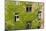 Ivy covered wall of building.-Tom Haseltine-Mounted Photographic Print
