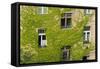 Ivy covered wall of building.-Tom Haseltine-Framed Stretched Canvas