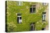 Ivy covered wall of building.-Tom Haseltine-Stretched Canvas