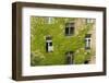 Ivy covered wall of building.-Tom Haseltine-Framed Photographic Print