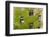 Ivy covered wall of building.-Tom Haseltine-Framed Photographic Print