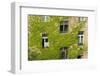 Ivy covered wall of building.-Tom Haseltine-Framed Photographic Print