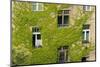 Ivy covered wall of building.-Tom Haseltine-Mounted Photographic Print