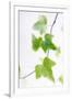 Ivy (Hedera Helix)-Maria Mosolova-Framed Photographic Print