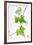 Ivy (Hedera Helix)-Maria Mosolova-Framed Photographic Print