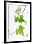 Ivy (Hedera Helix)-Maria Mosolova-Framed Photographic Print