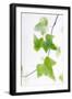 Ivy (Hedera Helix)-Maria Mosolova-Framed Photographic Print