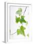 Ivy (Hedera Helix)-Maria Mosolova-Framed Photographic Print