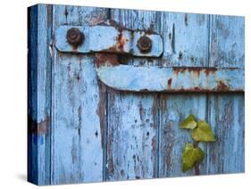 Ivy (Hedera Sp) Growing on Old Barn Door, Scotland, United Kingdom, Europe-Ann & Steve Toon-Stretched Canvas