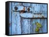 Ivy (Hedera Sp) Growing on Old Barn Door, Scotland, United Kingdom, Europe-Ann & Steve Toon-Framed Stretched Canvas