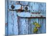 Ivy (Hedera Sp) Growing on Old Barn Door, Scotland, United Kingdom, Europe-Ann & Steve Toon-Mounted Photographic Print