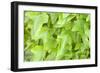 Ivy in the sun-Alexander Georgiadis-Framed Photographic Print