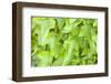 Ivy in the sun-Alexander Georgiadis-Framed Photographic Print