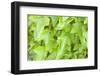 Ivy in the sun-Alexander Georgiadis-Framed Photographic Print