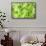 Ivy in the sun-Alexander Georgiadis-Framed Stretched Canvas displayed on a wall