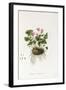 Ivy-Leaved Cyclamen - Cyclamen Neapolitanum, 1811-1838-null-Framed Giclee Print