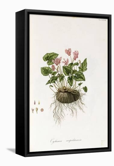 Ivy-Leaved Cyclamen - Cyclamen Neapolitanum, 1811-1838-null-Framed Stretched Canvas