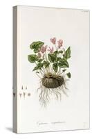 Ivy-Leaved Cyclamen - Cyclamen Neapolitanum, 1811-1838-null-Stretched Canvas