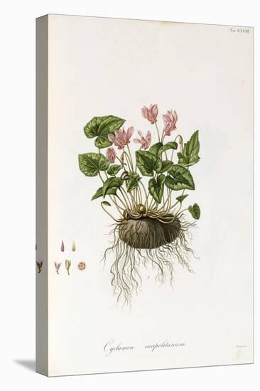 Ivy-Leaved Cyclamen - Cyclamen Neapolitanum, 1811-1838-null-Stretched Canvas