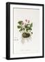 Ivy-Leaved Cyclamen - Cyclamen Neapolitanum, 1811-1838-null-Framed Giclee Print