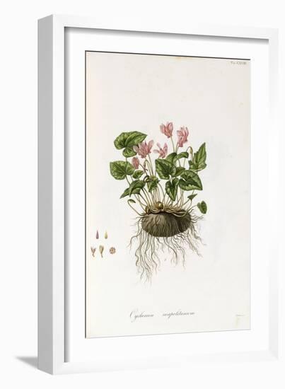 Ivy-Leaved Cyclamen - Cyclamen Neapolitanum, 1811-1838-null-Framed Giclee Print