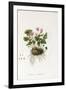 Ivy-Leaved Cyclamen - Cyclamen Neapolitanum, 1811-1838-null-Framed Giclee Print