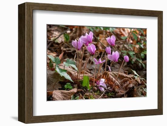 Ivy-leaved cyclamen in flower in autumnal woodland, Italy-Paul Harcourt Davies-Framed Photographic Print