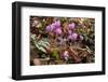 Ivy-leaved cyclamen in flower in autumnal woodland, Italy-Paul Harcourt Davies-Framed Photographic Print