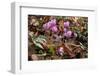 Ivy-leaved cyclamen in flower in autumnal woodland, Italy-Paul Harcourt Davies-Framed Photographic Print