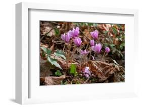 Ivy-leaved cyclamen in flower in autumnal woodland, Italy-Paul Harcourt Davies-Framed Photographic Print