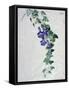 Ivy-Leaved Toad Flax-Marie-Anne-Framed Stretched Canvas