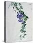 Ivy-Leaved Toad Flax-Marie-Anne-Stretched Canvas