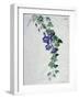 Ivy-Leaved Toad Flax-Marie-Anne-Framed Giclee Print