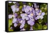 Ivy leaved toadflax flowers with orange nectar guides, UK-Heather Angel-Framed Stretched Canvas