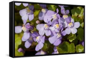 Ivy leaved toadflax flowers with orange nectar guides, UK-Heather Angel-Framed Stretched Canvas