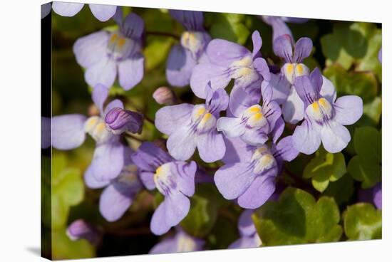 Ivy leaved toadflax flowers with orange nectar guides, UK-Heather Angel-Stretched Canvas