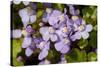 Ivy leaved toadflax flowers with orange nectar guides, UK-Heather Angel-Stretched Canvas