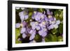 Ivy leaved toadflax flowers with orange nectar guides, UK-Heather Angel-Framed Photographic Print